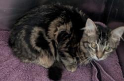 Shelter Stray Female Cat last seen Near Bancroft Ave, Oakland, , 1101 29th Ave, Oakland, CA 94601, USA