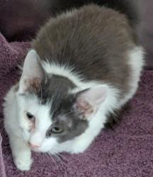Shelter Stray Female Cat last seen Near Bancroft Ave, Oakland, , 1101 29th Ave, Oakland, CA 94601, USA