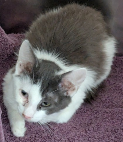 Shelter Stray Female Cat last seen Near Bancroft Ave, Oakland, , 1101 29th Ave, Oakland, CA 94601, USA