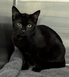 Shelter Stray Unknown Cat last seen Near Bancroft Ave, Oakland, , 1101 29th Ave, Oakland, CA 94601, USA