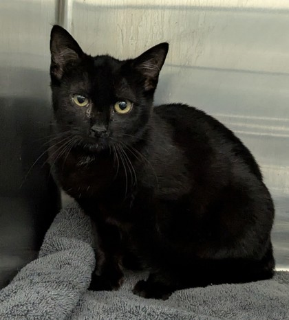 Shelter Stray Unknown Cat last seen Near Bancroft Ave, Oakland, , 1101 29th Ave, Oakland, CA 94601, USA