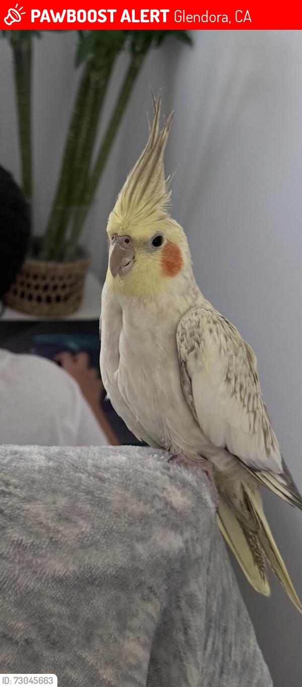 Lost Male Bird last seen E Ada ave, Glendora , Glendora, CA 91741