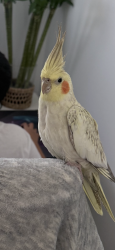 Lost Male Bird last seen E Ada ave, Glendora , Glendora, CA 91741