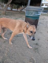 Found/Stray Female Dog last seen Silver Lake Dog Park, Los Angeles, CA 90026