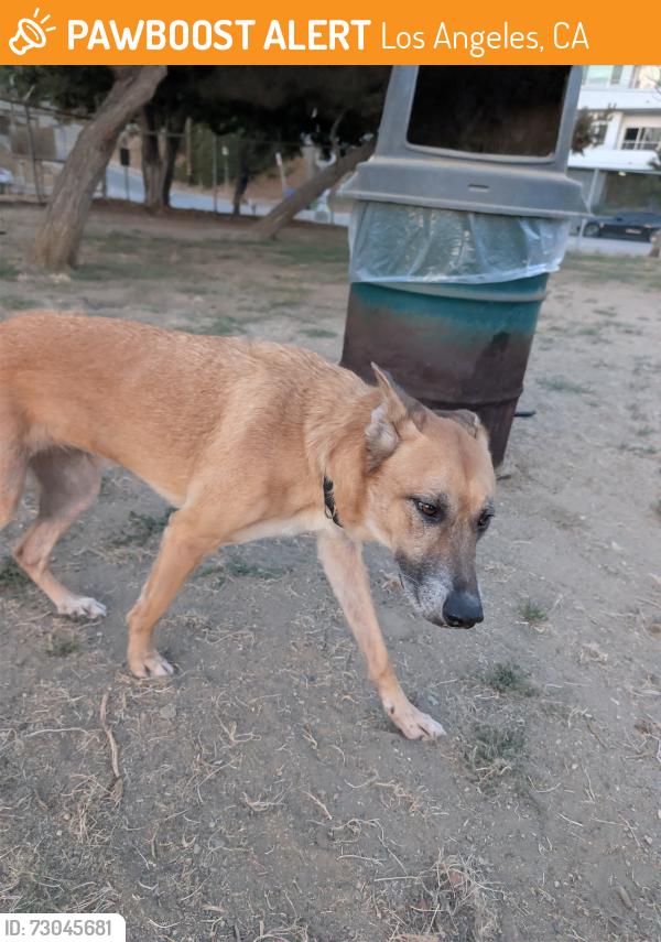 Found/Stray Female Dog last seen Silver Lake Dog Park, Los Angeles, CA 90026