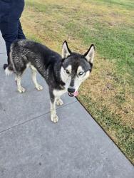 Found/Stray Male Dog last seen Lactalis Heritage Dairy, Tulare, CA 93274