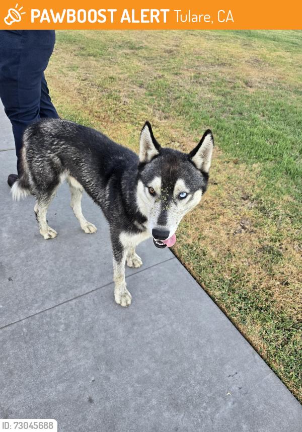 Found/Stray Male Dog last seen Lactalis Heritage Dairy, Tulare, CA 93274