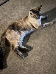 Reunited Unknown Cat last seen Salisbury , Modesto, CA 95350