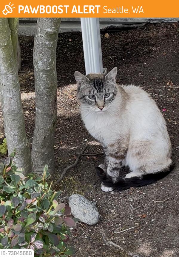 Found/Stray Female Cat last seen Rainier Ave S and S Othello, Seattle, WA 98118