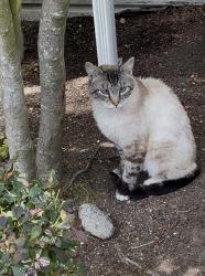 Found/Stray Female Cat last seen Rainier Ave S and S Othello, Seattle, WA 98118