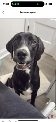 Found/Stray Female Dog last seen Dunbar Rd, Byron, GA 31008