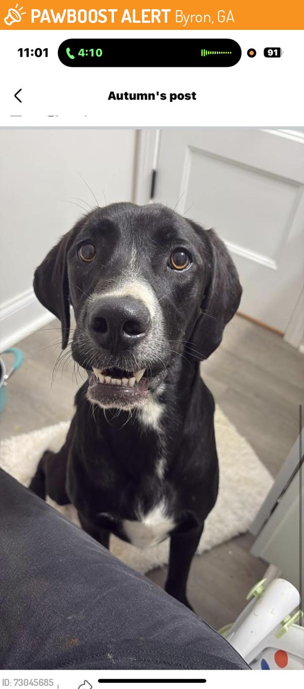 Found/Stray Female Dog last seen Dunbar Rd, Byron, GA 31008