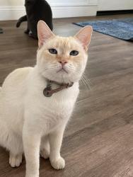 Lost Female Cat last seen Auburn folsom, Granite Bay, CA 95746