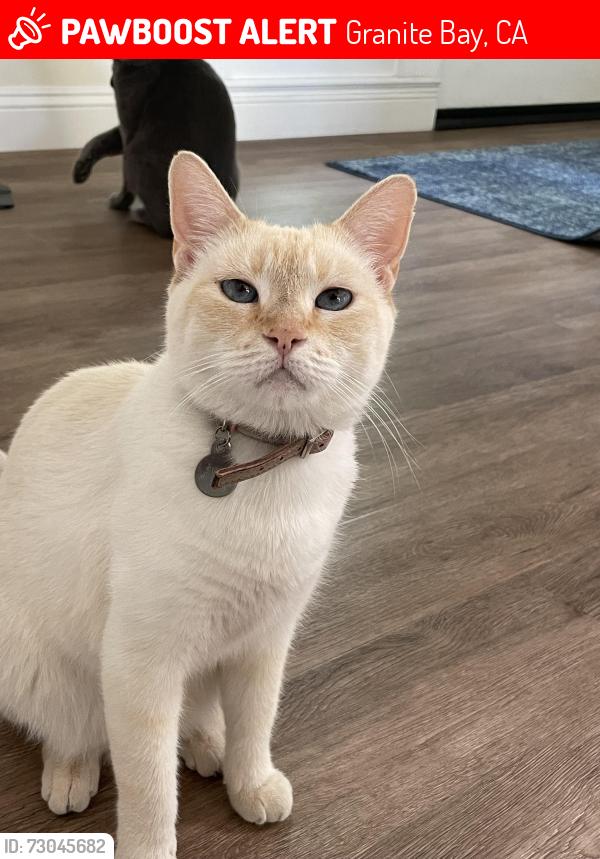 Lost Female Cat last seen Auburn folsom, Granite Bay, CA 95746