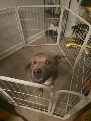 Found/Stray Male Dog last seen Riley road, Douglasville, GA 30122