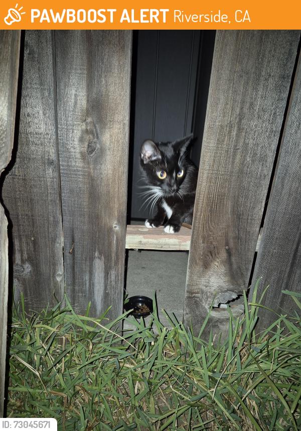 Found/Stray Female Cat last seen Washington st & Potomac st, Riverside 92504, Riverside, CA 92504