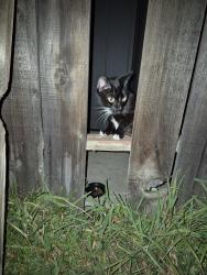 Found/Stray Female Cat last seen Washington st & Potomac st, Riverside 92504, Riverside, CA 92504