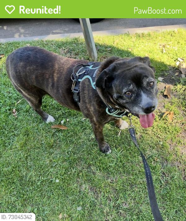 Reunited Female Dog last seen Near Huston St, North Hollywood, CA 91601, USA, Los Angeles, CA 91601
