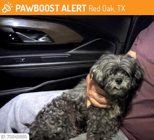 Found/Stray Female Dog last seen Ovilla Rd, Red Oak, TX 75154