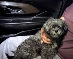 Found/Stray Female Dog last seen Ovilla Rd, Red Oak, TX 75154