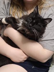 Reunited Male Cat last seen Deforestation and Black Pine, Grove City, OH 43123