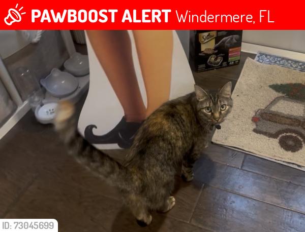 Lost Female Cat last seen East 2nd Ave / magnolia / oakdale , Windermere, FL 34786