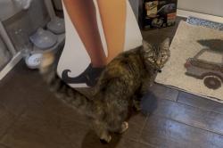 Lost Female Cat last seen East 2nd Ave / magnolia / oakdale , Windermere, FL 34786