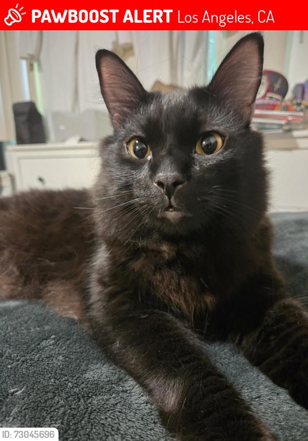 Lost Male Cat last seen Eagle dale and colorado, Los Angeles, CA 90041
