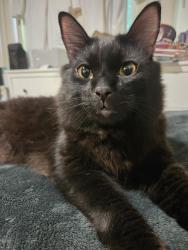 Lost Male Cat last seen Eagle dale and colorado, Los Angeles, CA 90041
