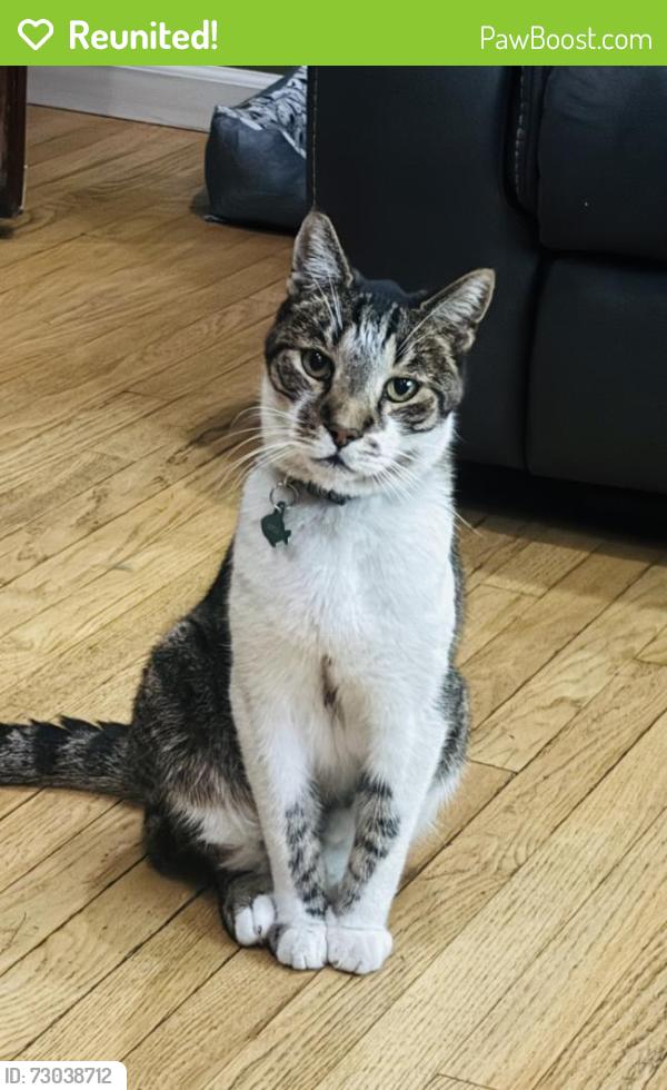 Reunited Female Cat last seen Jade St, Los Angeles, CA 90032, USA, Los Angeles, CA 90032
