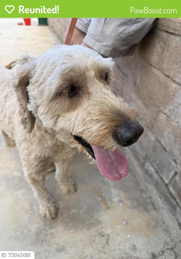 Reunited Male Dog last seen 70th St West & Ave M, Quartz Hill, CA 93536