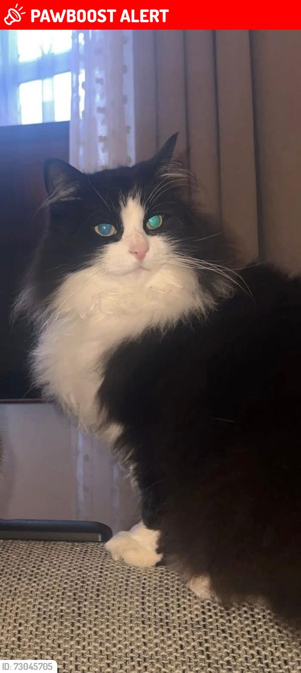 Lost Male Cat last seen Cockton hill area near Arthur terrace, County Durham, England DL14 6BL