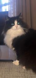 Lost Male Cat last seen Cockton hill area near Arthur terrace, County Durham, England DL14 6BL