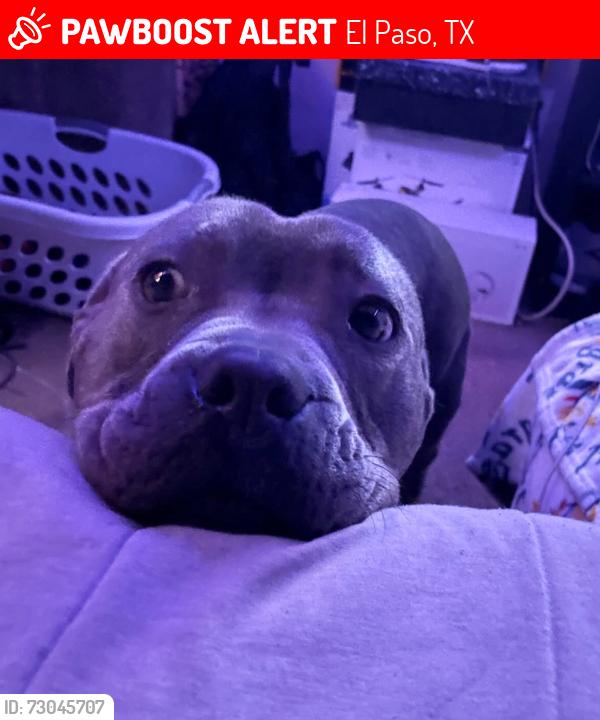 Lost Male Dog last seen El Paso Police Dept Pebble hills command center, El Paso, TX 79935