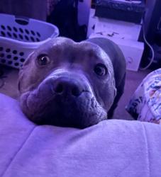 Lost Male Dog last seen El Paso Police Dept Pebble hills command center, El Paso, TX 79935
