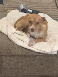 Found/Stray Male Dog last seen Eldridge, San Antonio, TX 78237
