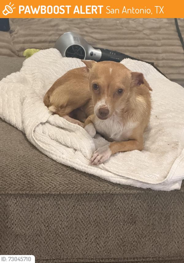 Found/Stray Male Dog last seen Eldridge, San Antonio, TX 78237