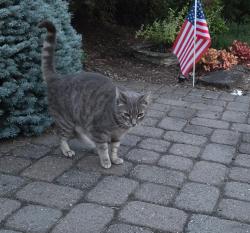 Found/Stray Unknown Cat last seen NE 164th Street and NE 29th Avenue, Mount Vista, WA 98642