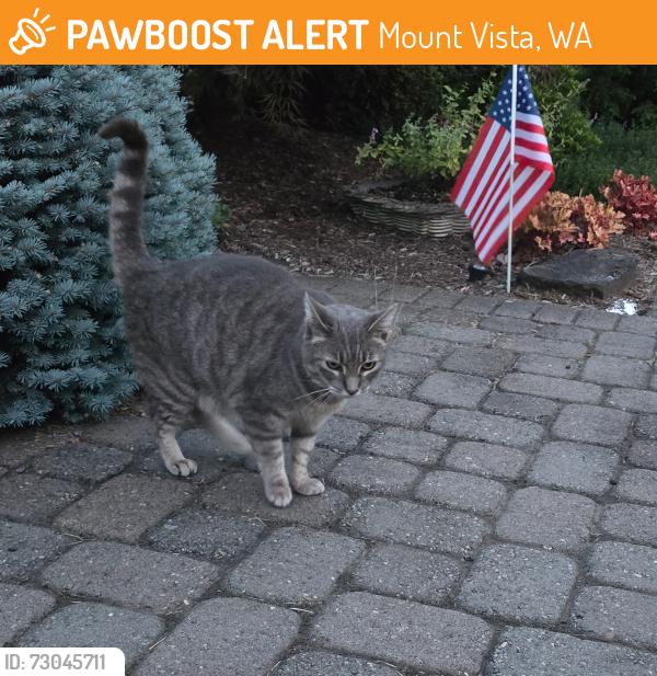 Found/Stray Unknown Cat last seen NE 164th Street and NE 29th Avenue, Mount Vista, WA 98642