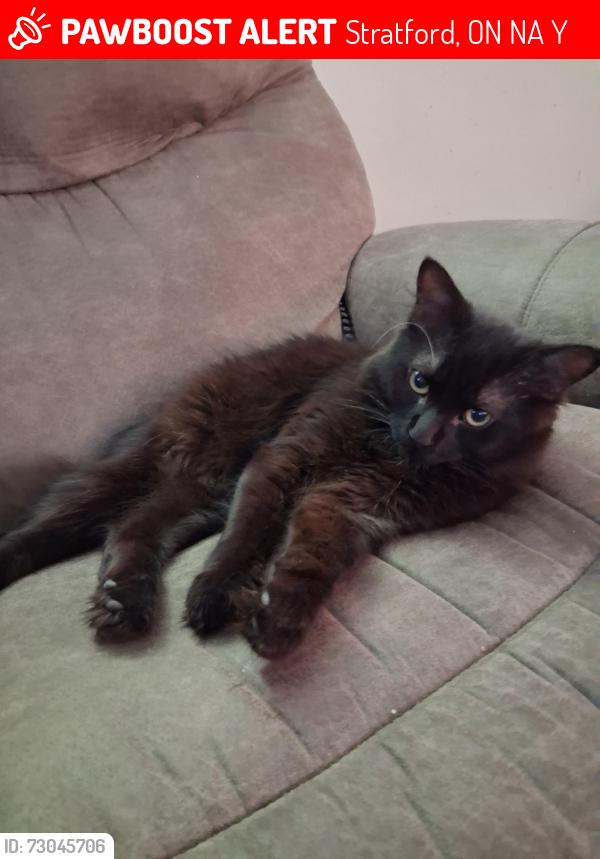 Lost Male Cat last seen Home street, Stratford, ON N5A 1Y7