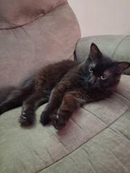 Lost Male Cat last seen Home street, Stratford, ON N5A 1Y7