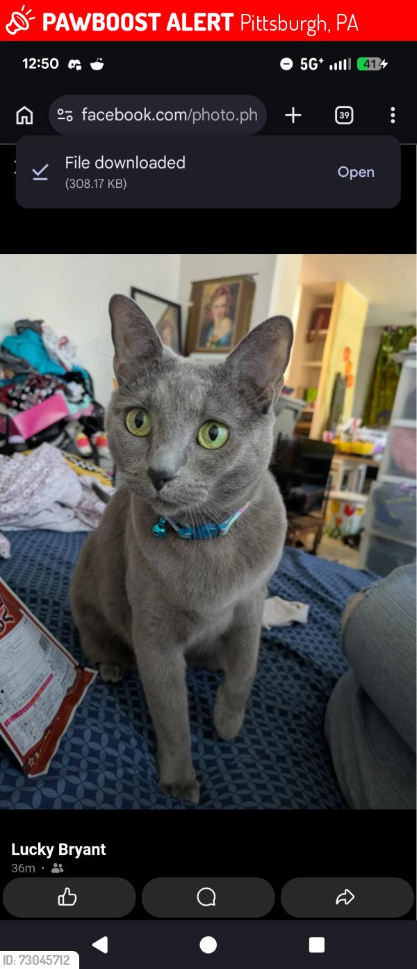 Lost Female Cat last seen Stack way, Pittsburgh, PA 15224