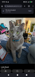 Lost Female Cat last seen Stack way, Pittsburgh, PA 15224