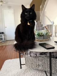 Lost Female Cat last seen between Georgian ct and Brentwood apmts, Manassas, VA 20110
