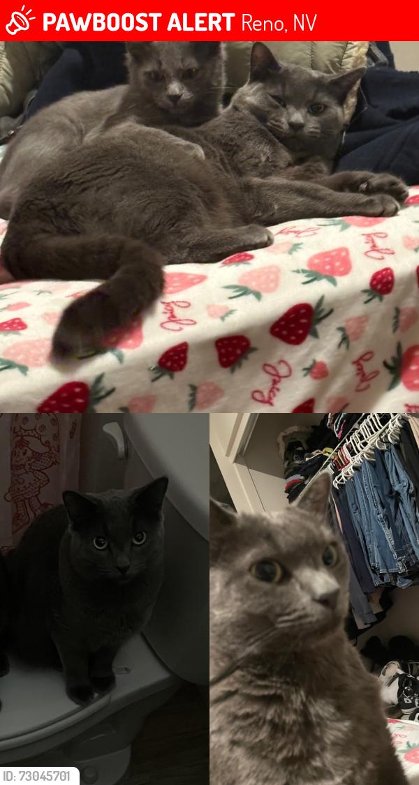Lost Female Cat last seen Near Gardella Ave-Ridgeview apmts, Jan Evans Juvenile, Reno, NV 89512