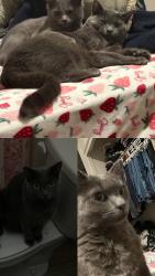 Lost Female Cat last seen Near Gardella Ave-Ridgeview apmts, Jan Evans Juvenile, Reno, NV 89512