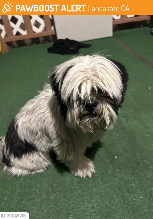 Found/Stray Male Dog last seen East lancaster, Lancaster, CA 93534