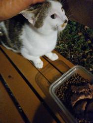 Found/Stray Male Cat last seen Bath Beach Park, Brooklyn, NY 11214