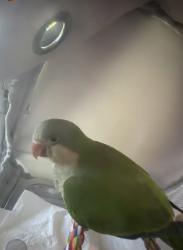 Lost Unknown Bird last seen Block 300, Reading, PA 19604