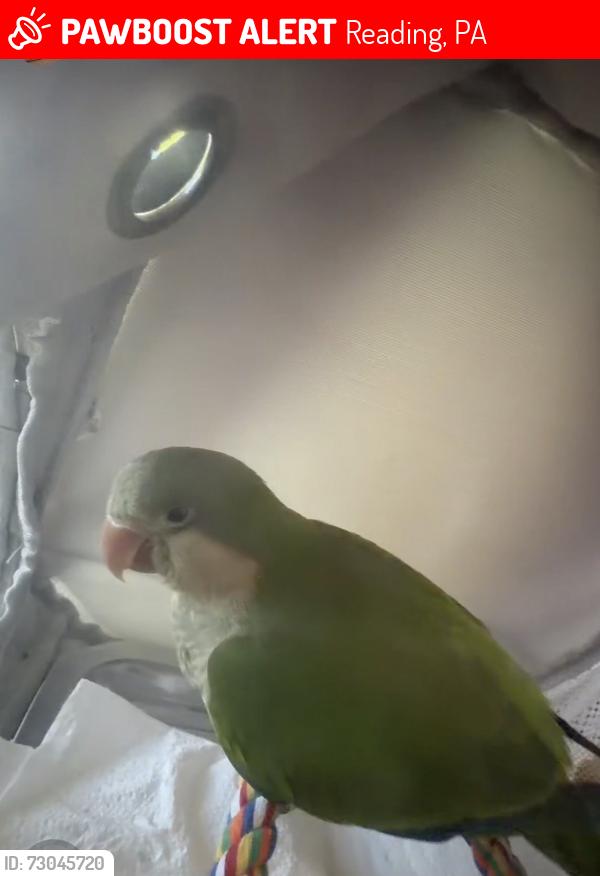 Lost Unknown Bird last seen Block 300, Reading, PA 19604